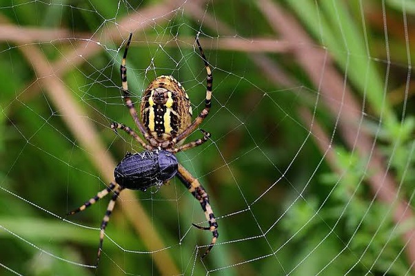 মাকড়সা