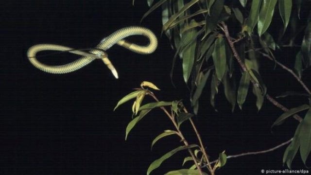 ক্রিসোপেলিয়া গোত্রীয় এই ‘উড়ন্ত সাপ’