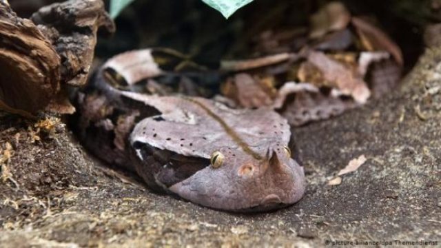 গাবুন ভাইপার