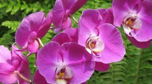 অর্কিড