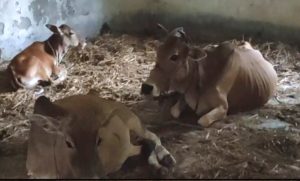 ঝিলবুনিয়া সরকারি প্রাথমিক বিদ্যালয়